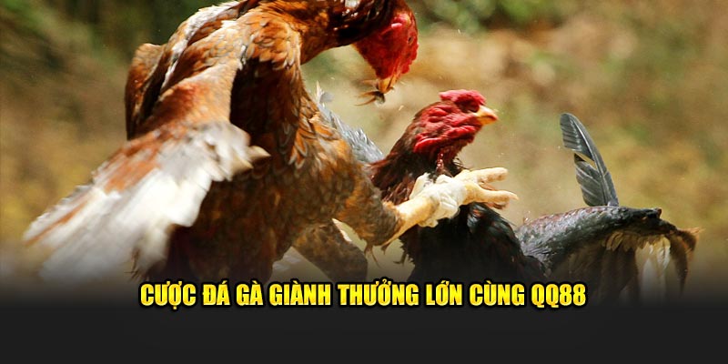 Cược đá gà giành thưởng lớn cùng QQ88